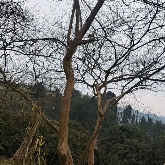 高县 紫薇