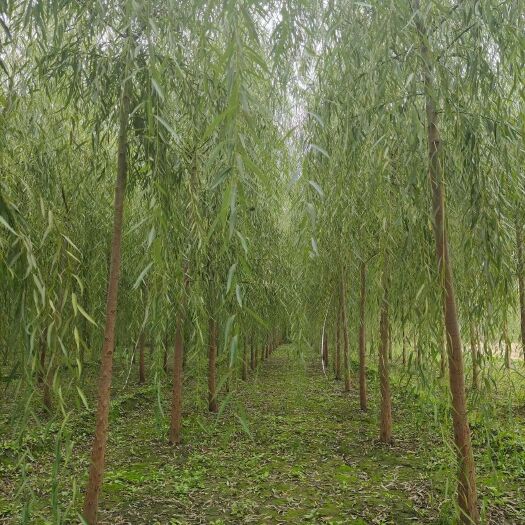 博野县2－5公分的垂柳苗子