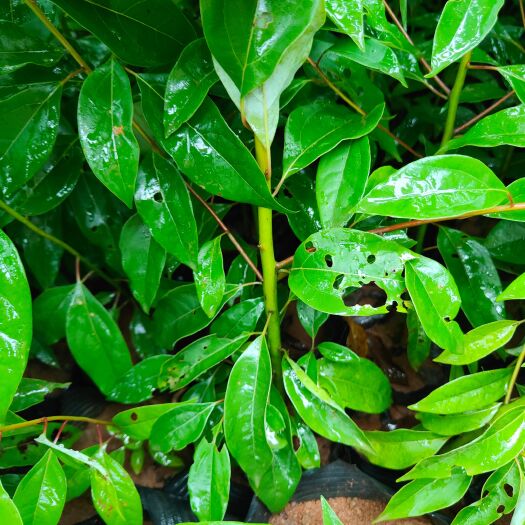 小叶樟 香樟杯苗