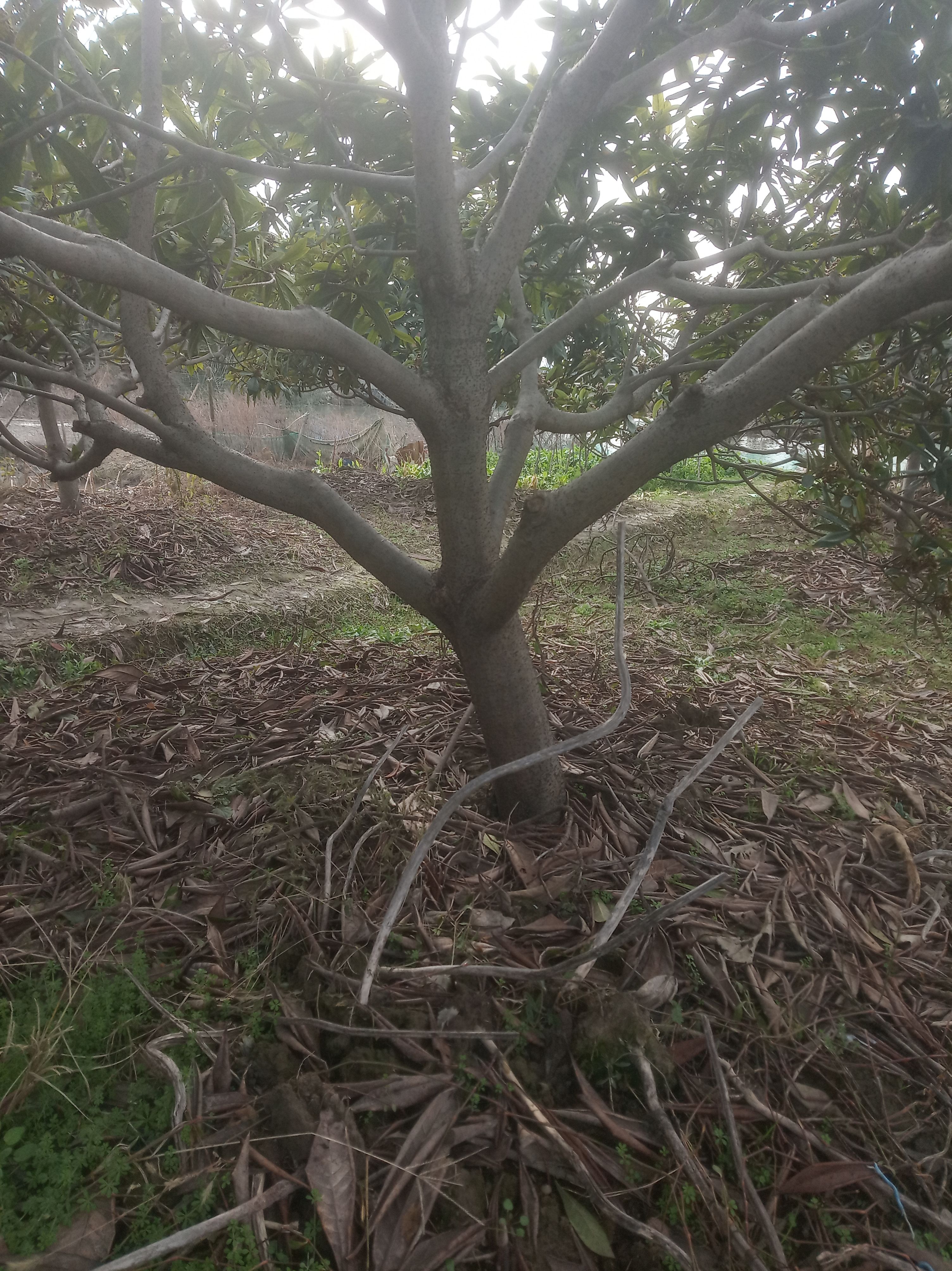 枇杷树