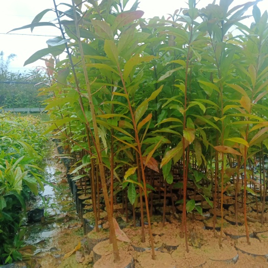 广州三斤杯靓货木荷，基地自产自销