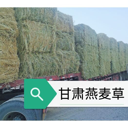 民乐县甘肃燕麦草是军马饲草储备基地，也是亚洲的饲草生产基地。