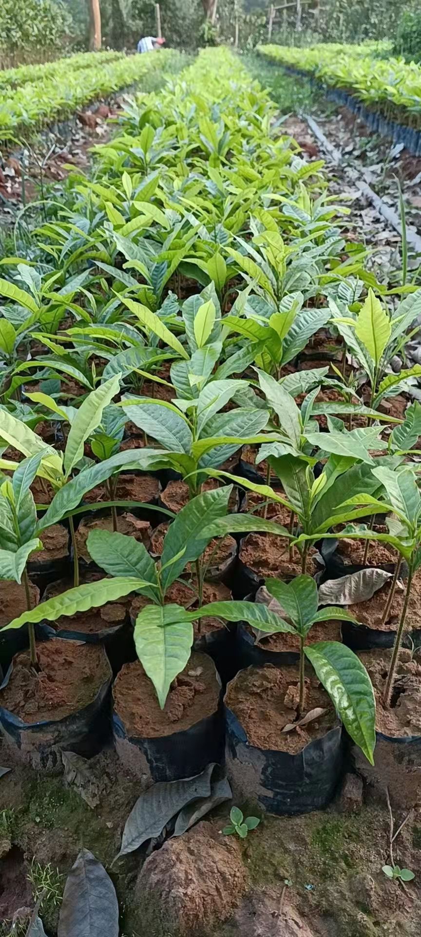 黄晶果苗 黄晶果树苗，冬蜜黄晶果