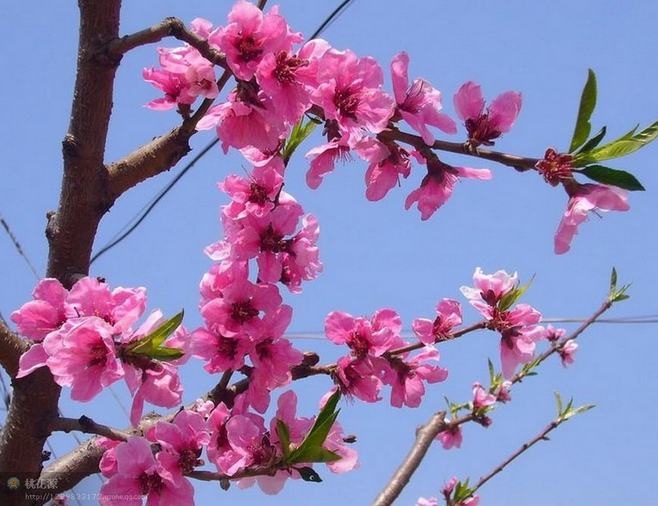 容县毛桃苗 桃花树苗观赏桃花绿化庭院种植
