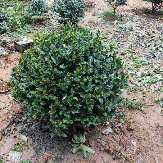 长沙 供应茶梅球80/100/120cm    茶梅小毛球