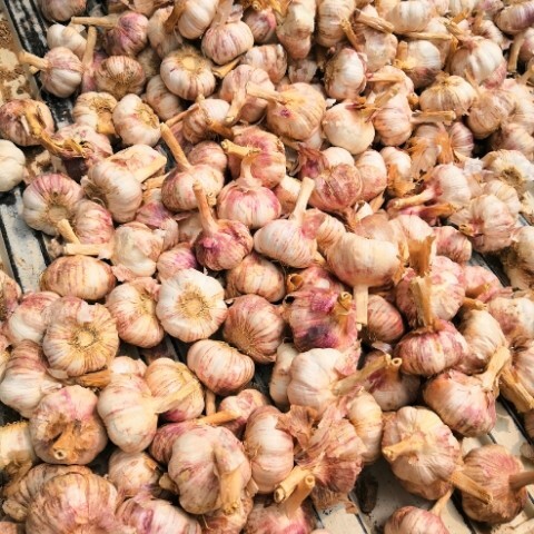 商河县商河大青棵紫皮蒜种 优质杂交紫皮大蒜包邮