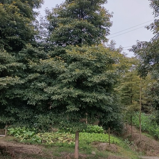 蒲江县小叶桢楠树