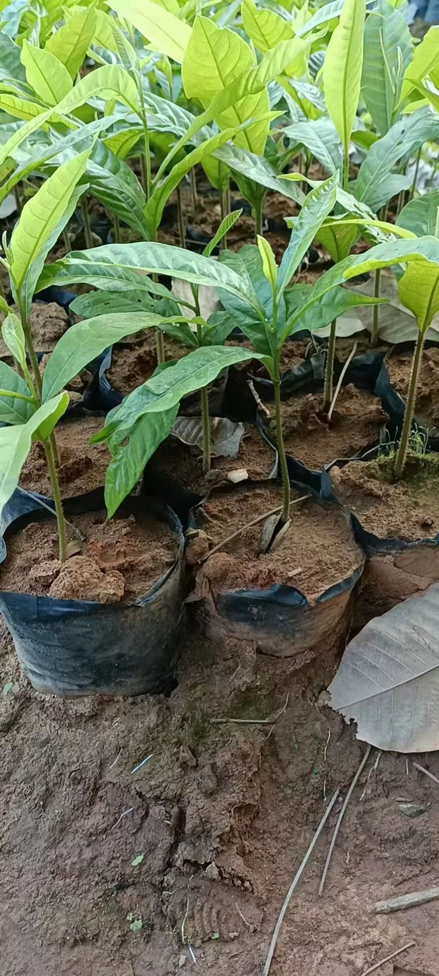 黄晶果苗 黄晶果树苗，冬蜜黄晶果