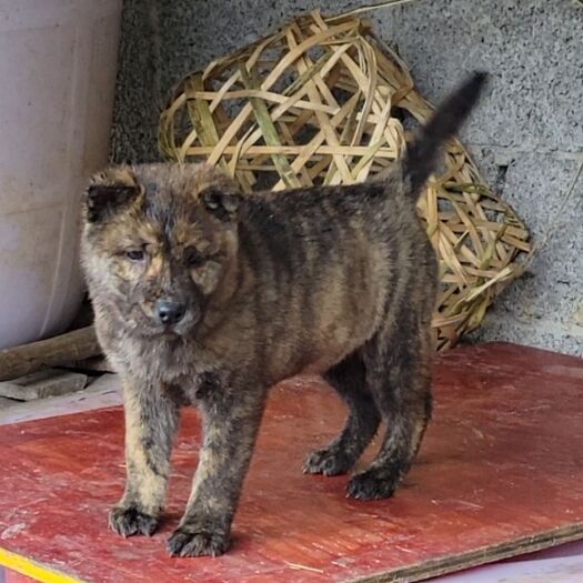 罗城县 土猎狗