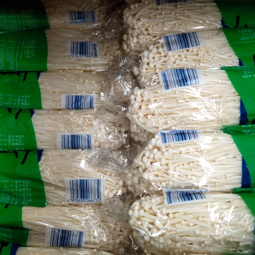 修文县白金针菇 鲜金针菇 未开伞