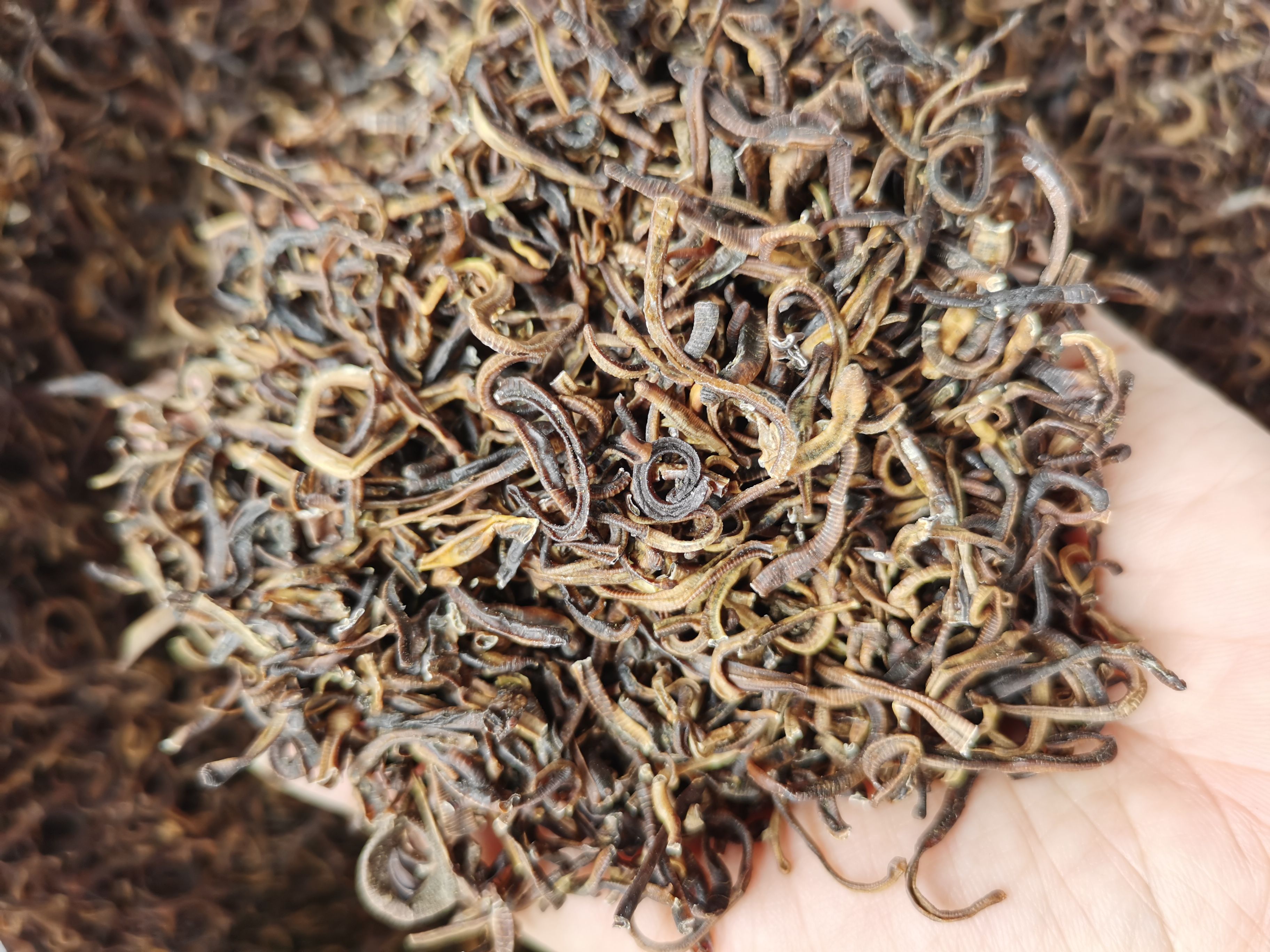 地龙 干蚯蚓 蚯蚓干饲用大平二号蚯蚓粉蚓激酶原料