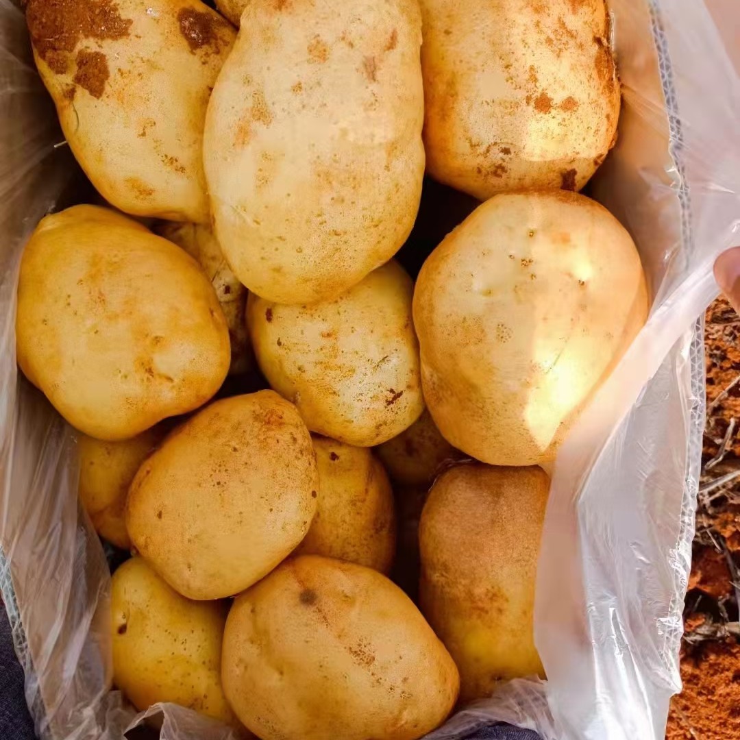 云南丽薯六号土豆盈江新土豆