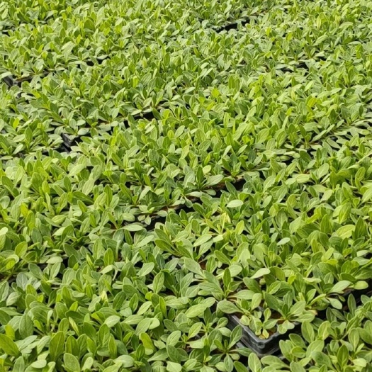 青州市矮牵牛穴盘苗矮牵牛种苗矮牵牛种植基地批发