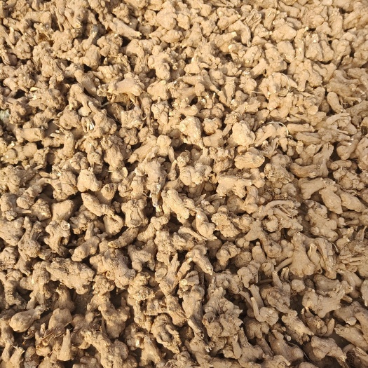 临泉县 白术