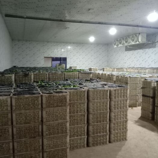 曹县 山东菏泽曹县上海青中小颗油菜，欢迎需要的老板采购。