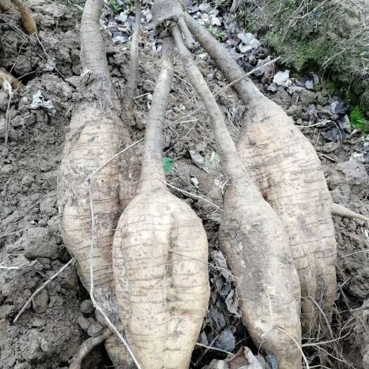 食用葛 当年种，当年就可以收的粉葛，葛苗