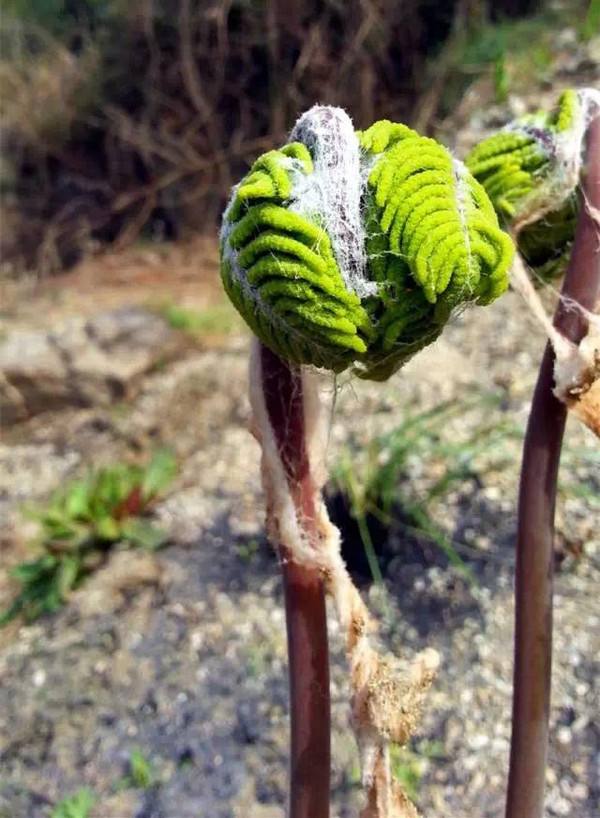  薇菜