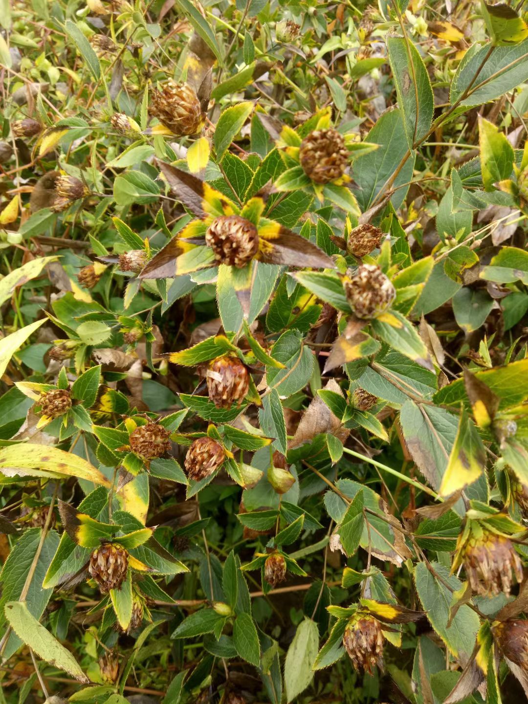 朱砂点北苍术二年生种苗