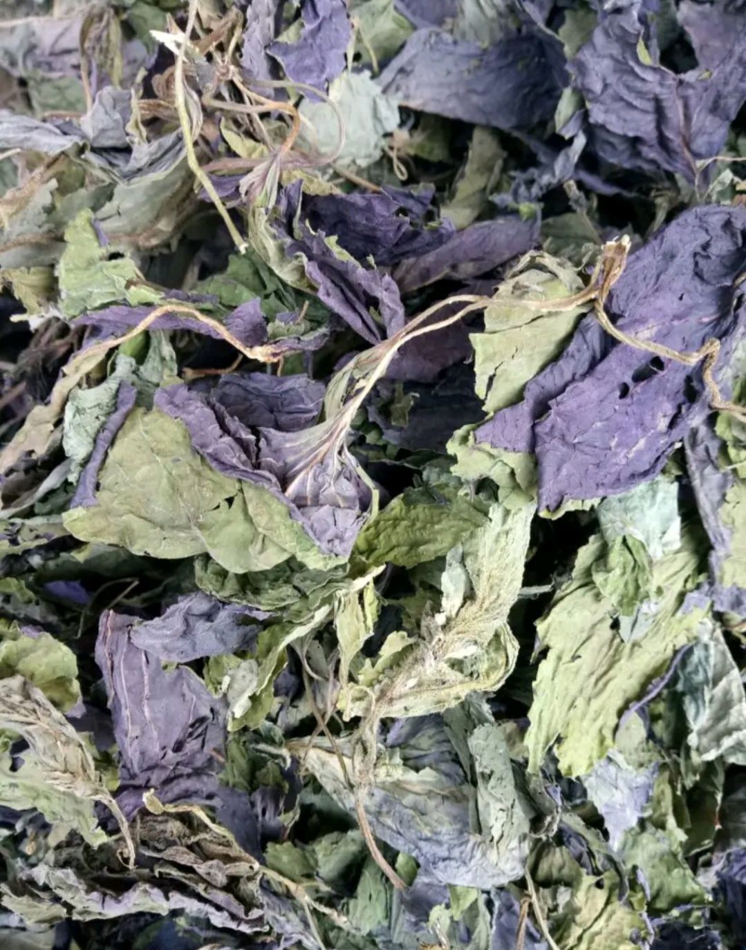 紫苏种子，双面紫苏种子，紫苏子