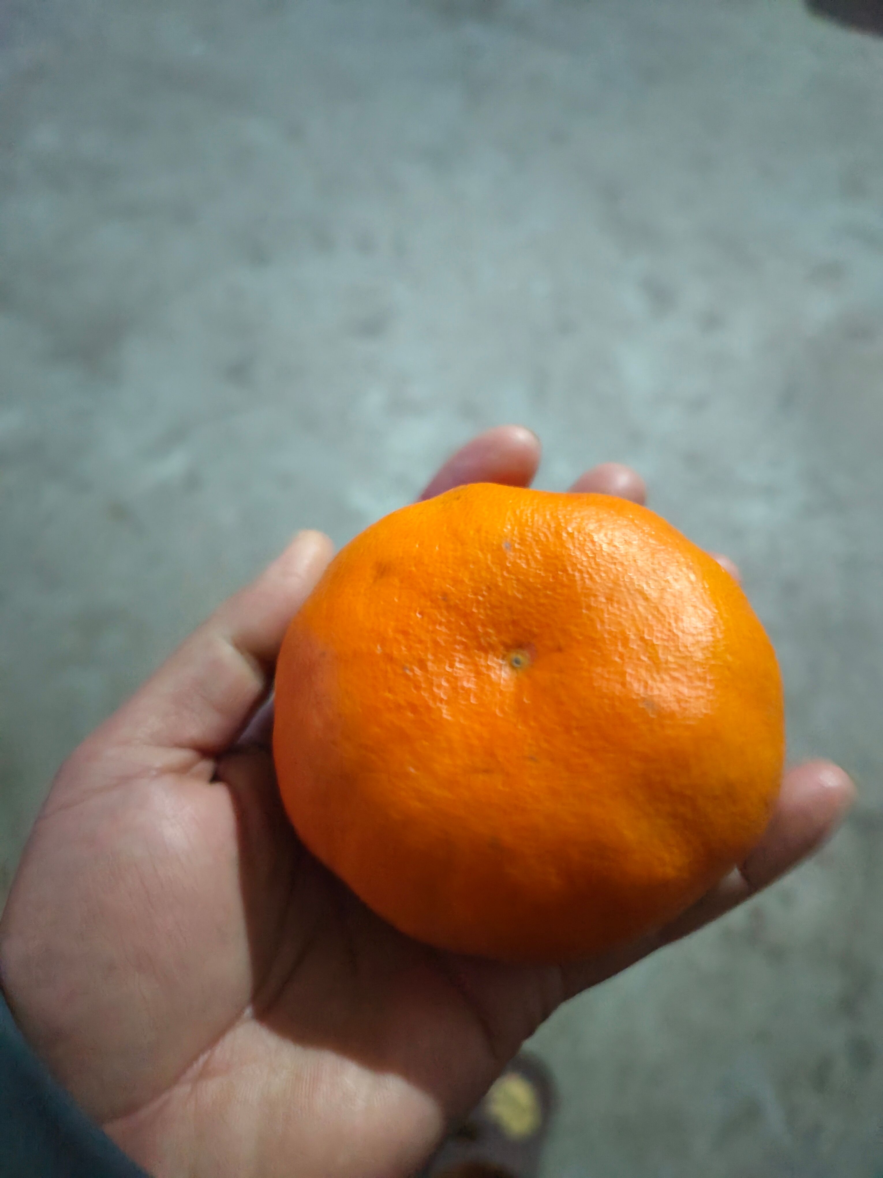 甘平柑橘苗 甘平杂柑苗 柑橘高糖无核品种 甘平属于大果型晚熟