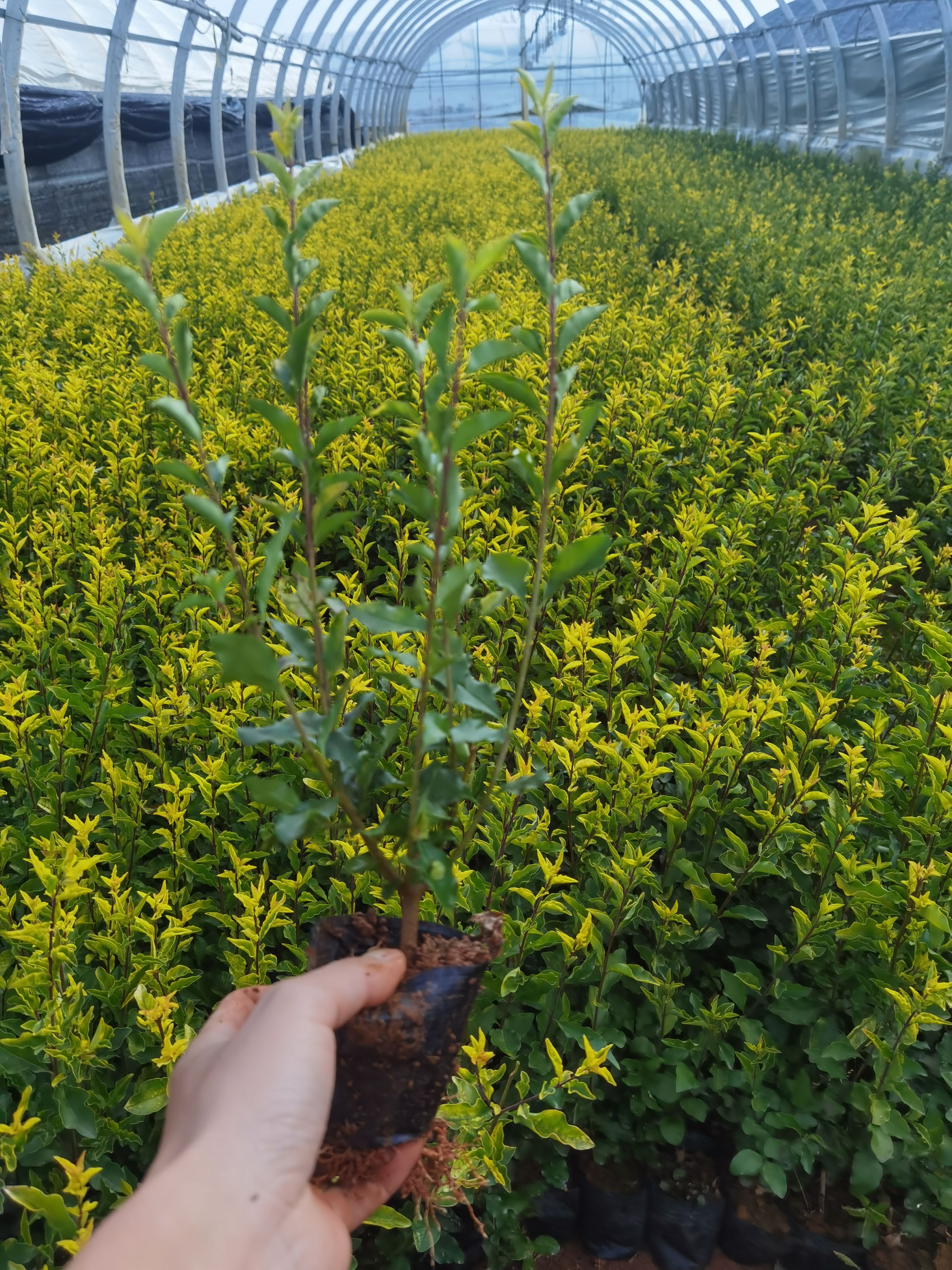  金禾女贞 云南金禾女贞种植销售