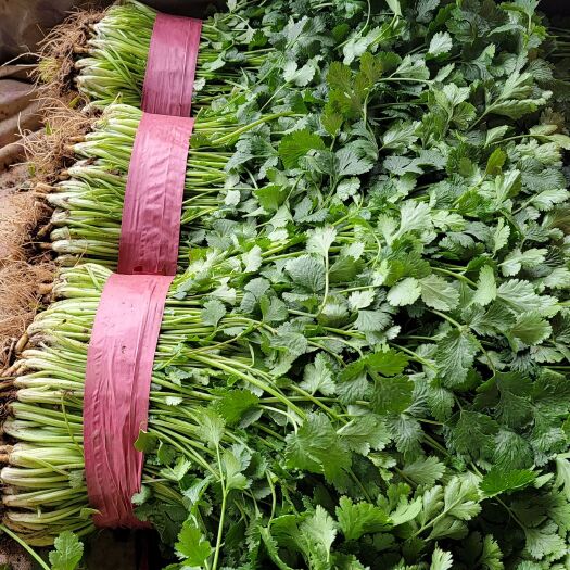 邯郸精品香菜