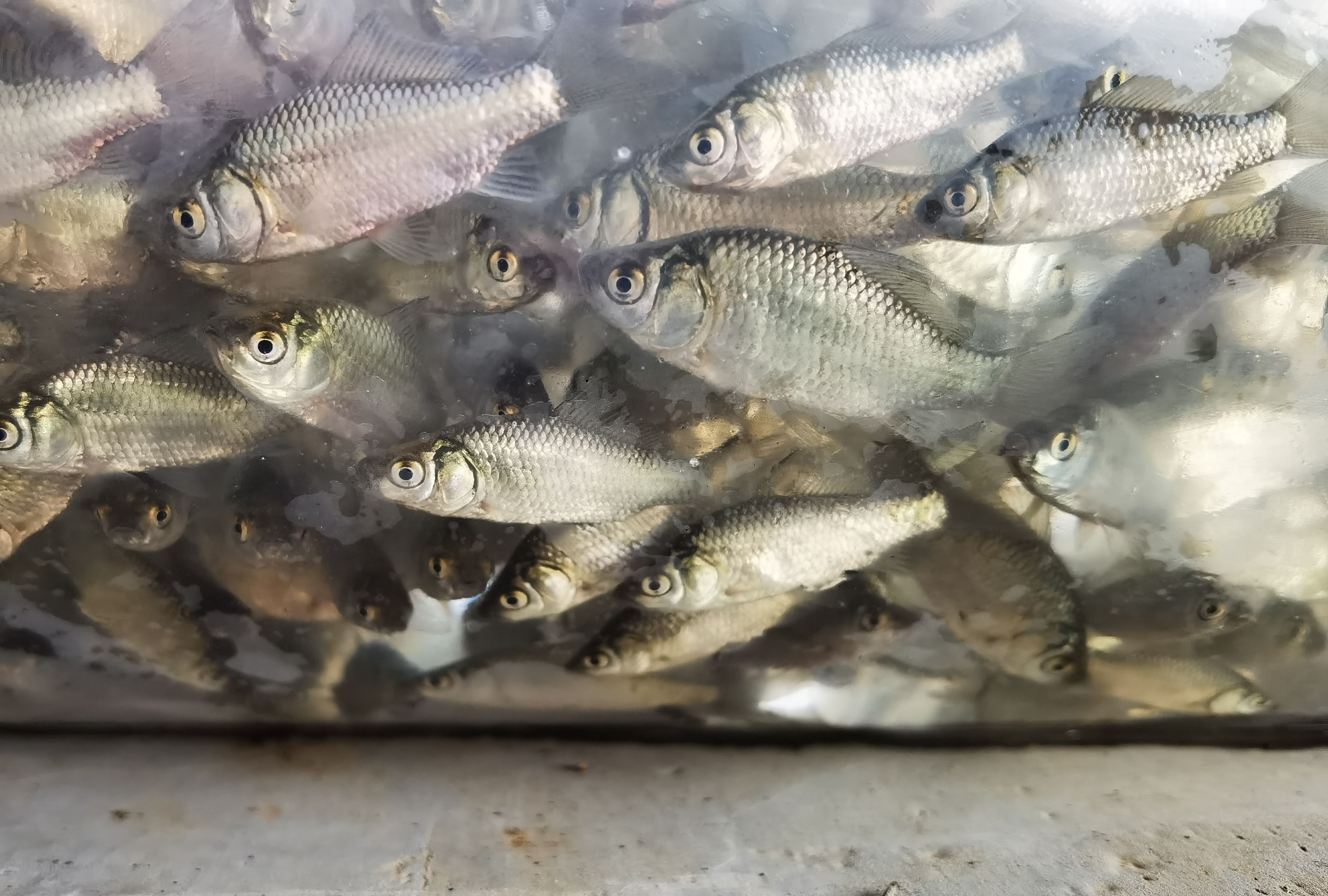 中科三号鲫鱼  中科五号鲫鱼  鲫鱼苗 中科5号鲫鱼 优质快