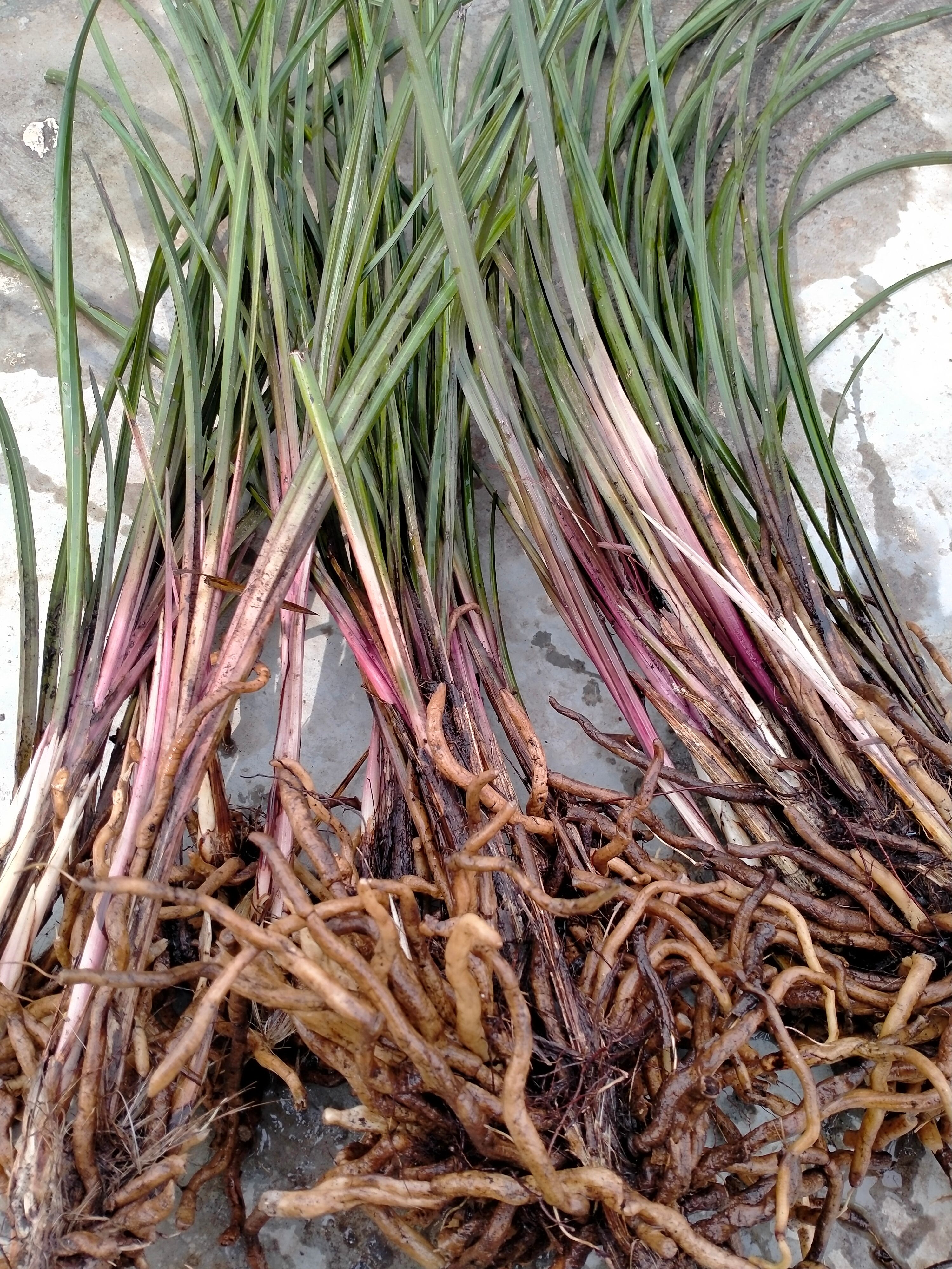 红香妃 兰草，秦岭大山上的馈赠，精品惠兰紫香妃**草，