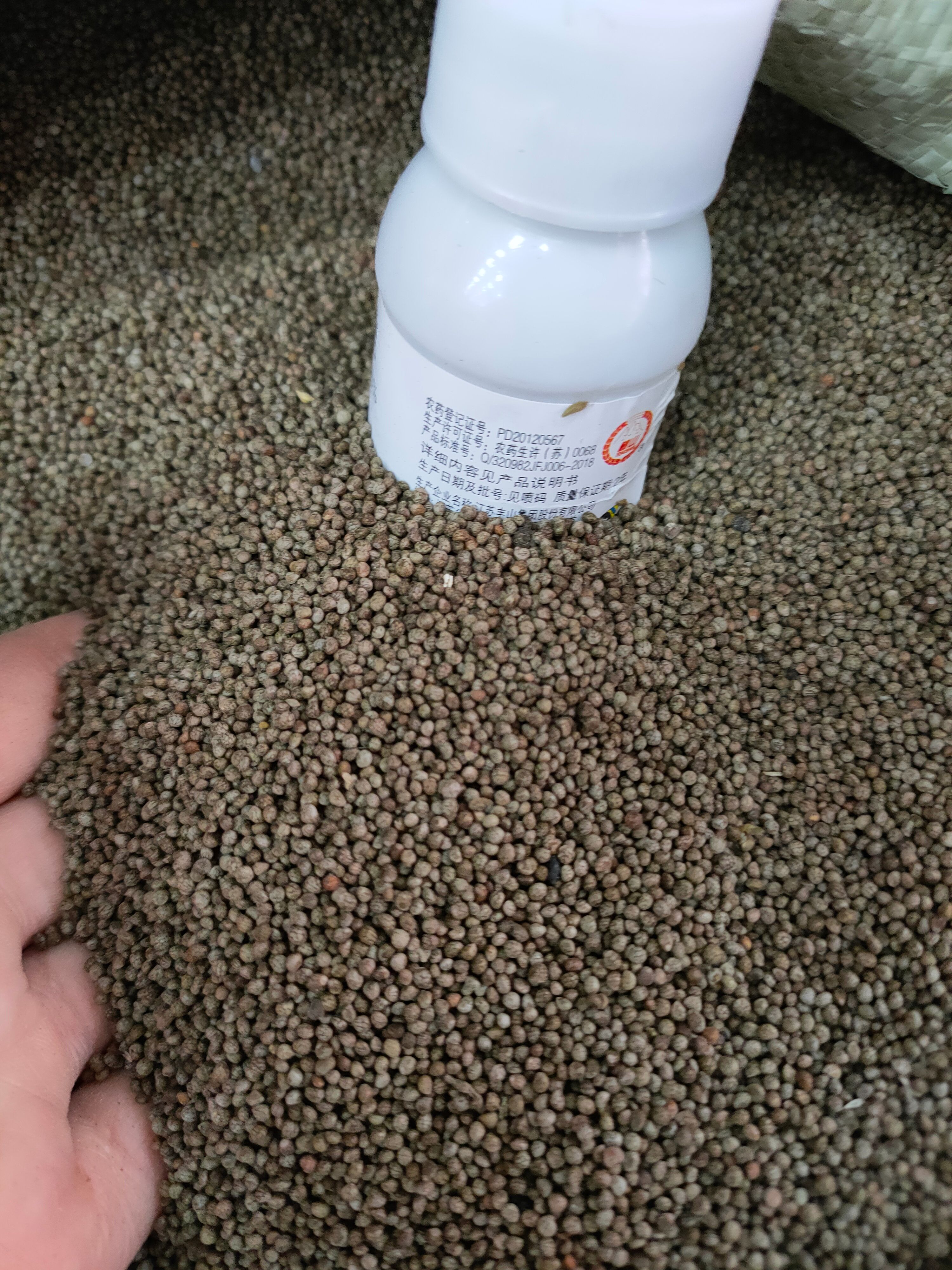 紫苏种子，双面紫苏种子，紫苏子