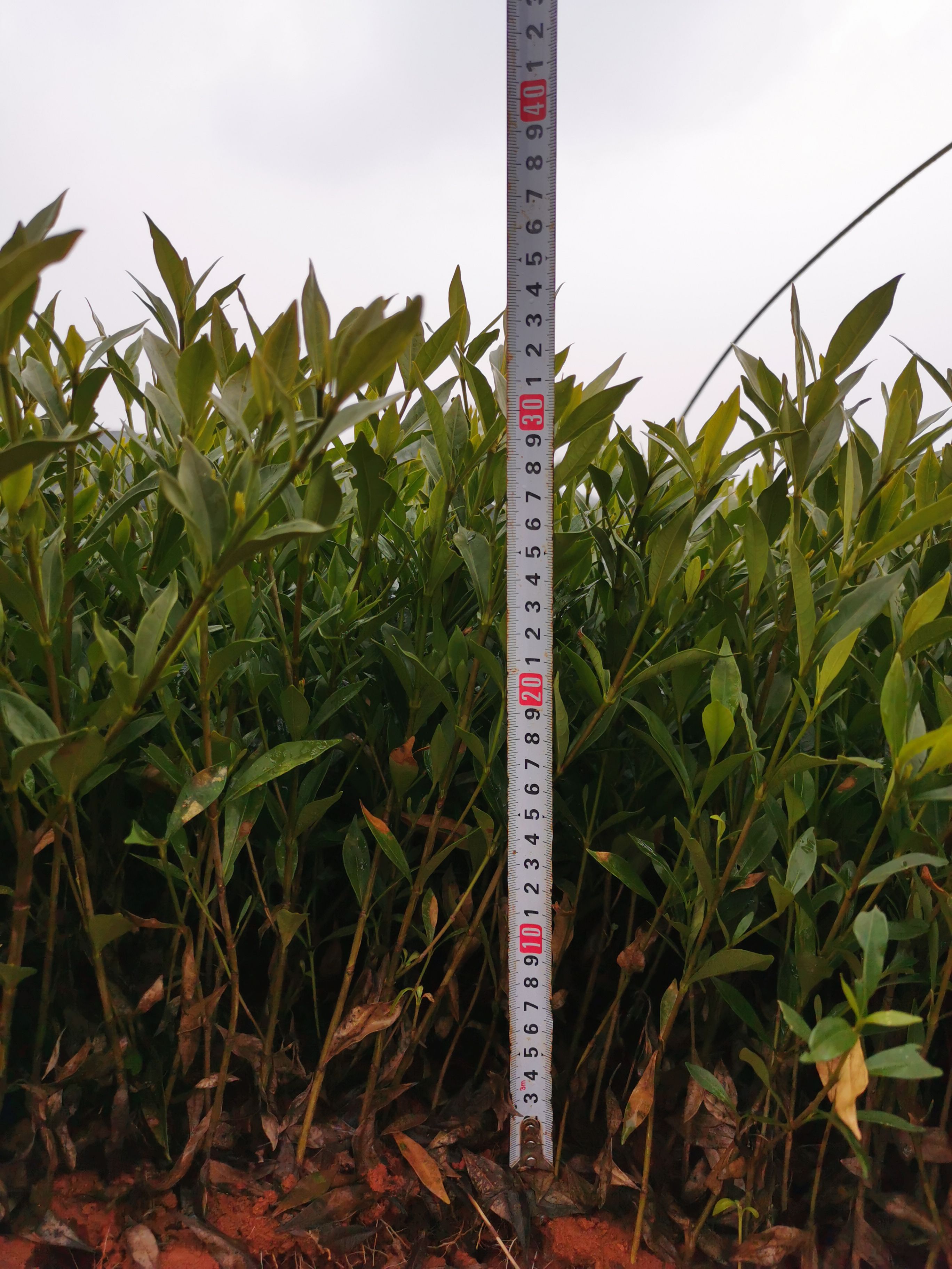 栀子苗   产地直销 小叶栀子花 小叶栀子花小苗 量大价优