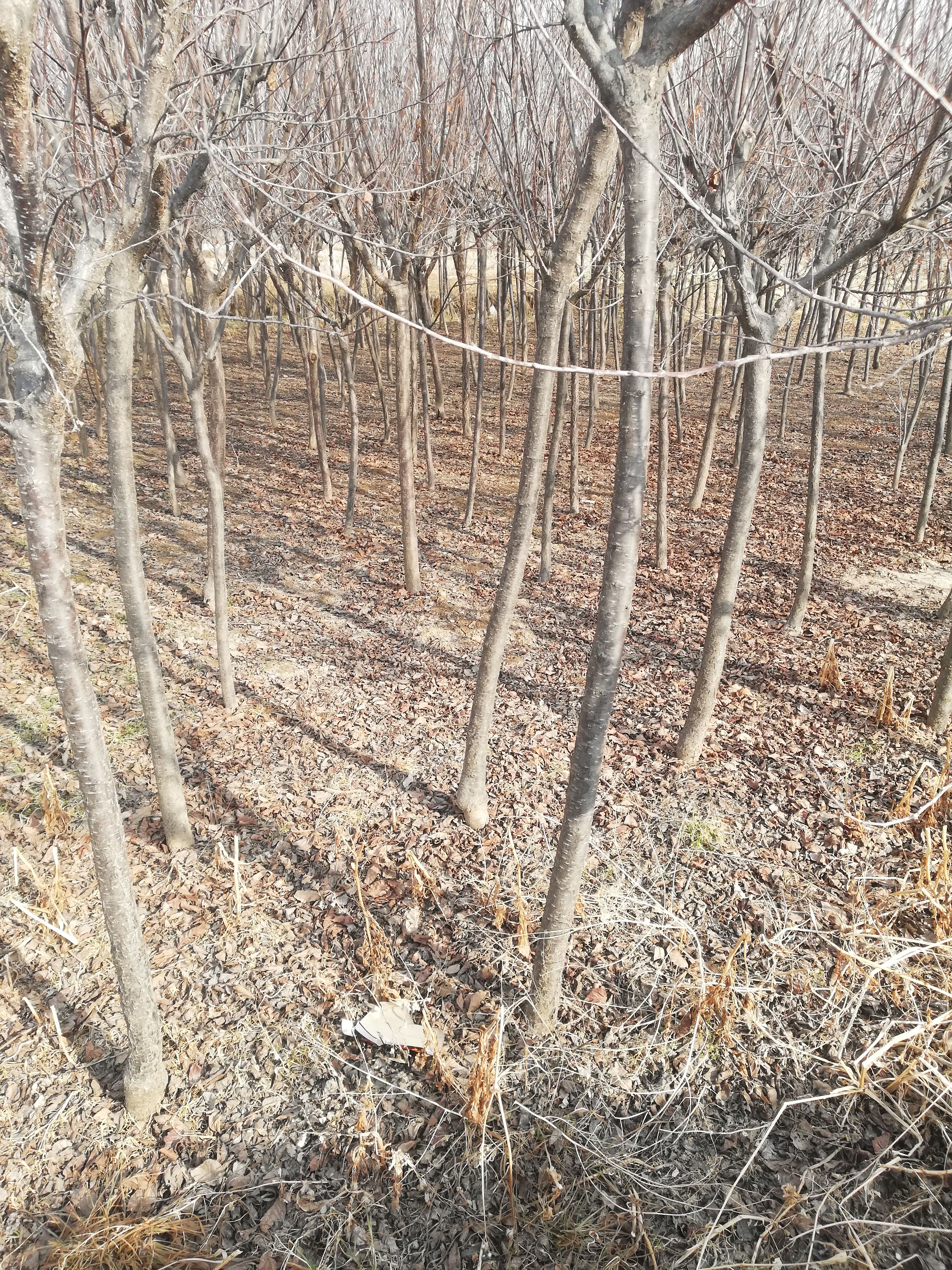 红叶李，太阳李