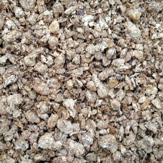 济宁食用菌渣 新鲜金针菇菌渣