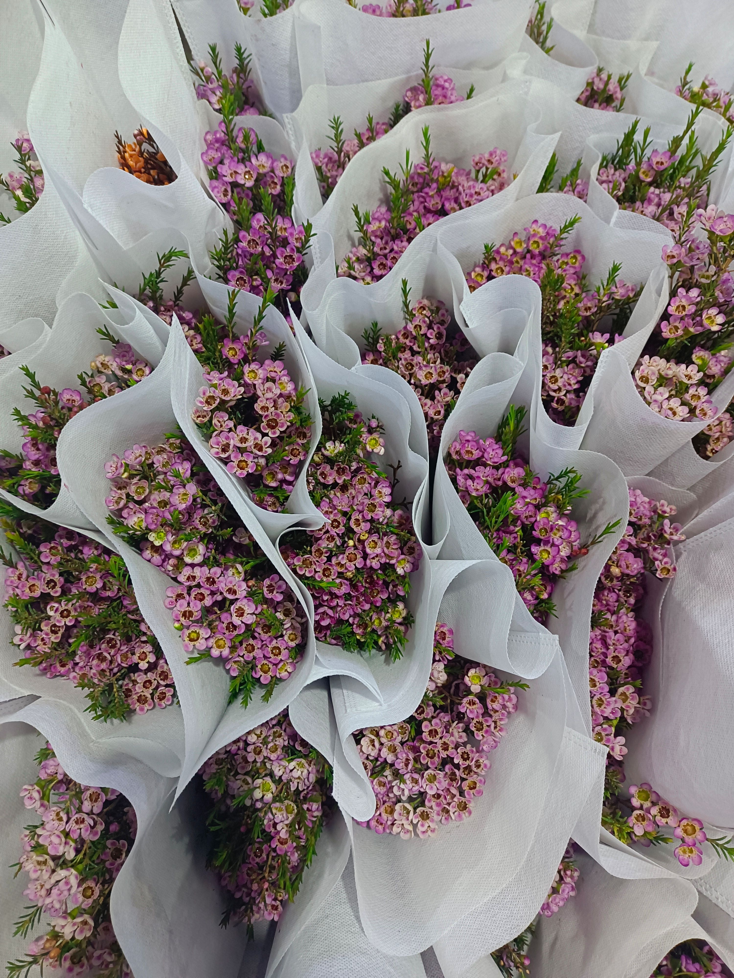 腊梅鲜切花 腊梅