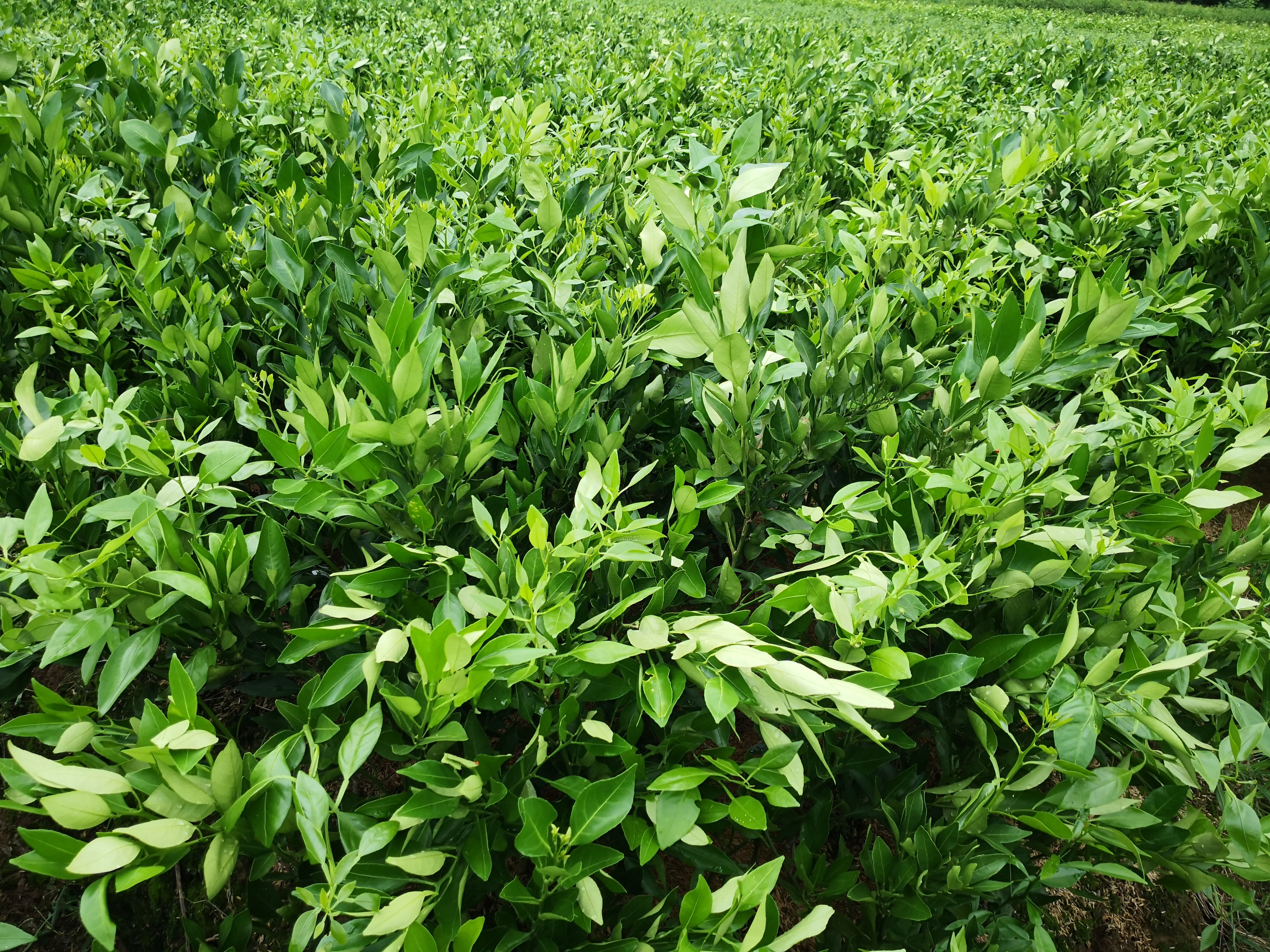 甘平柑橘苗 甘平杂柑苗 柑橘高糖无核品种 甘平属于大果型晚熟