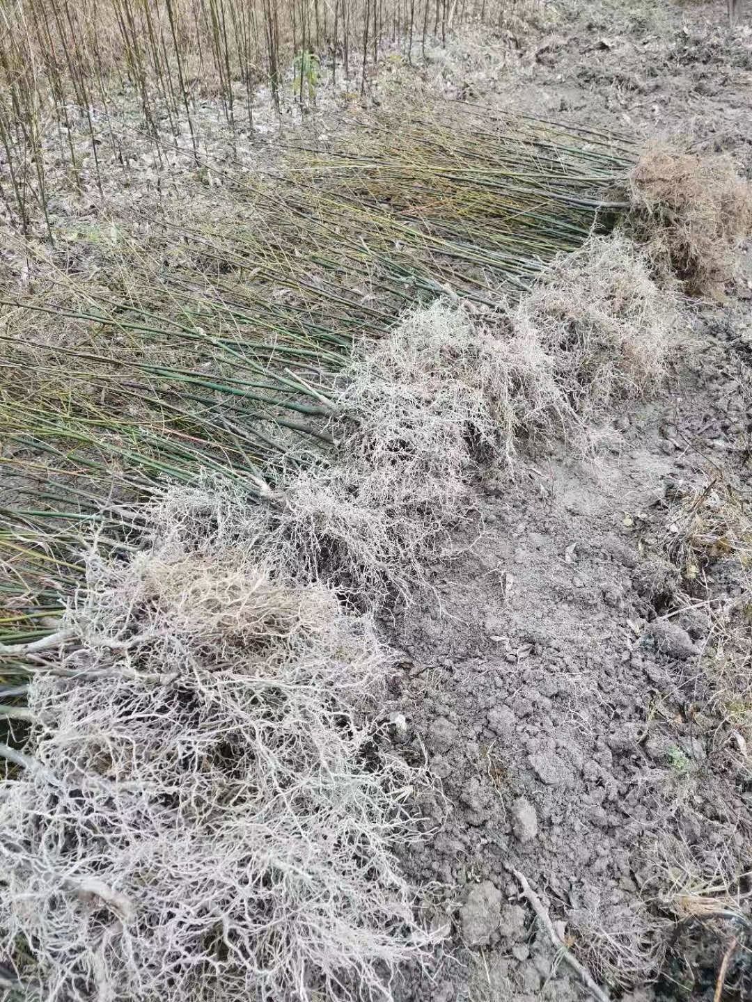 千年桐种苗三年桐油桐苗大戟科苗圃种植基地