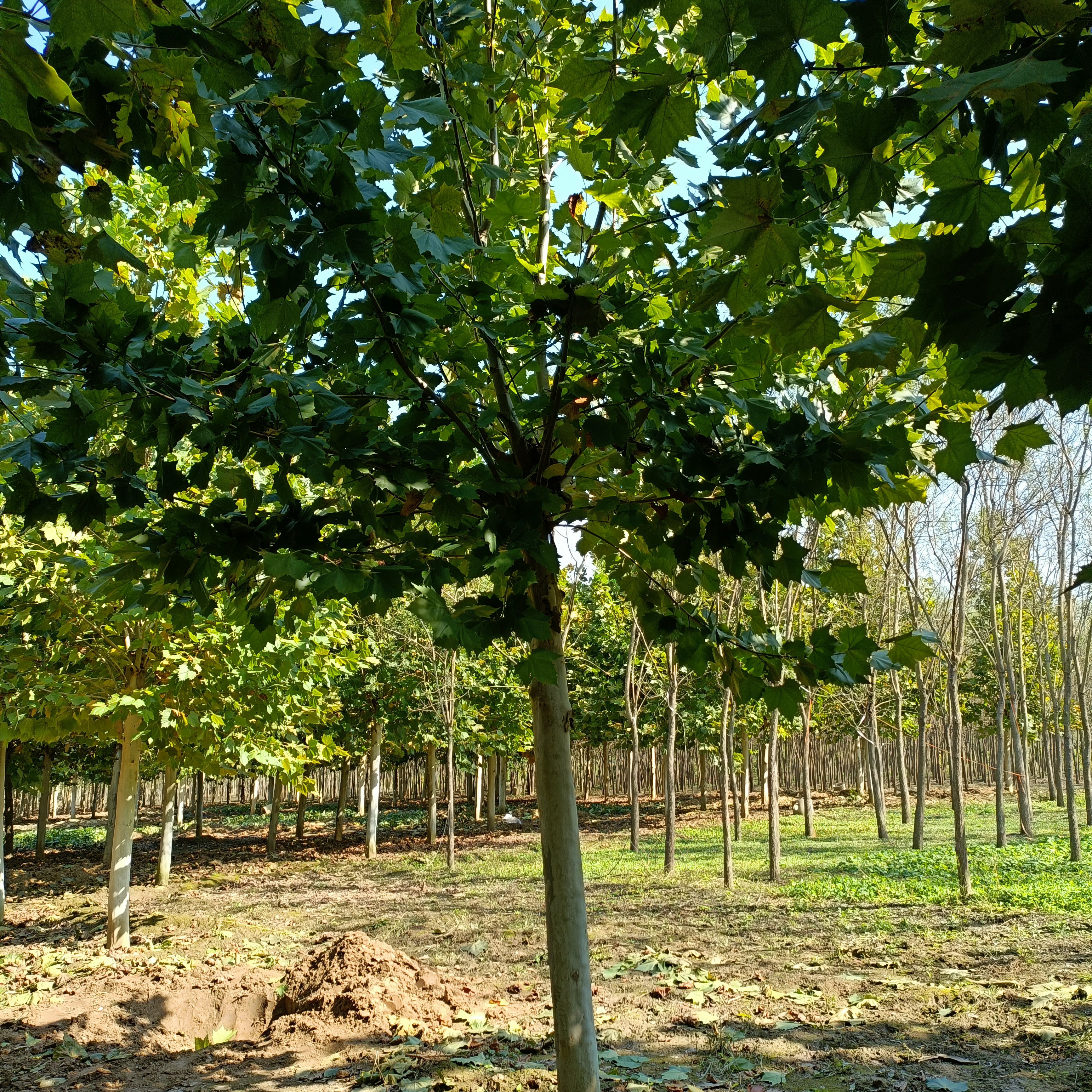 法国梧桐 18公分法桐。15-20公分大量出售。苗圃自产自销