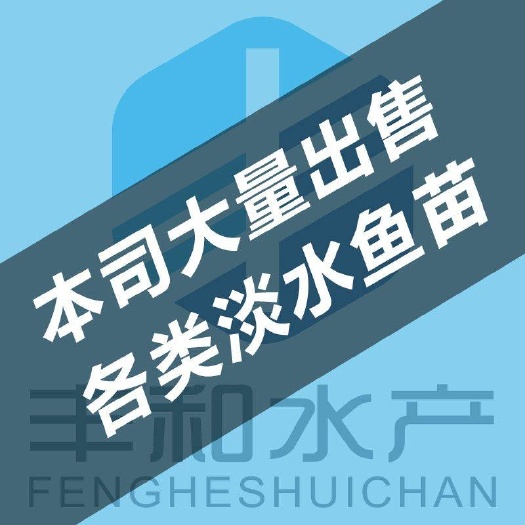南宁华丰9号黄鳝 鳝鱼苗，场地直销，大量现货供应