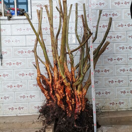 盘州市 映山红 杜鹃花 先花后叶