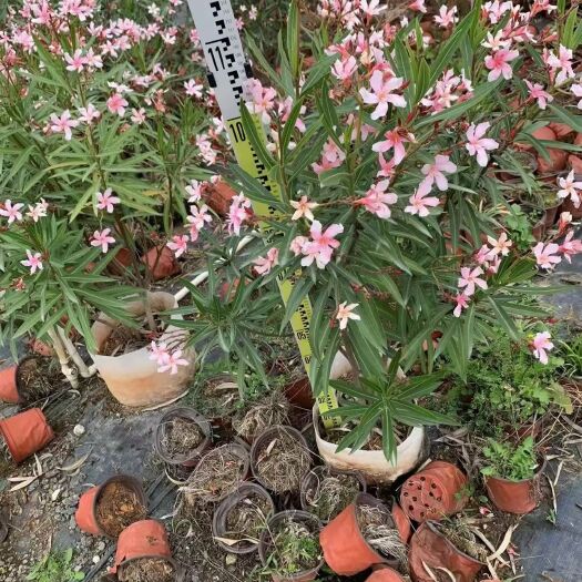 中山市 粉花夹竹桃基地直销