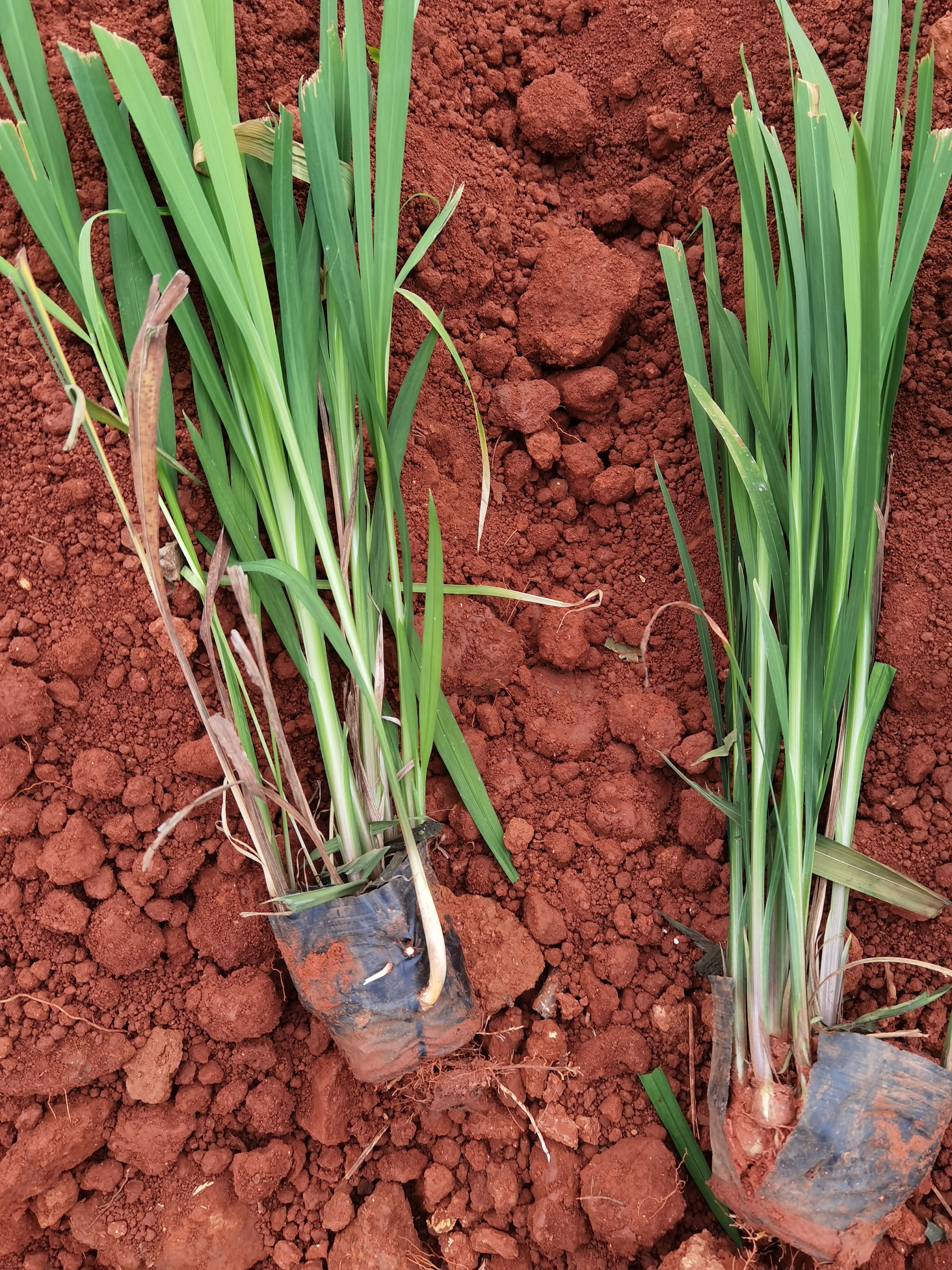 火星花 云南火星花种植销售，黄兰 火星花一手货源