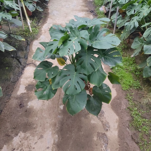 广州龟背竹  吸收病毒