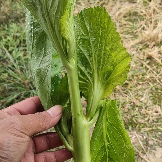 台山市菜苔 芥菜芯