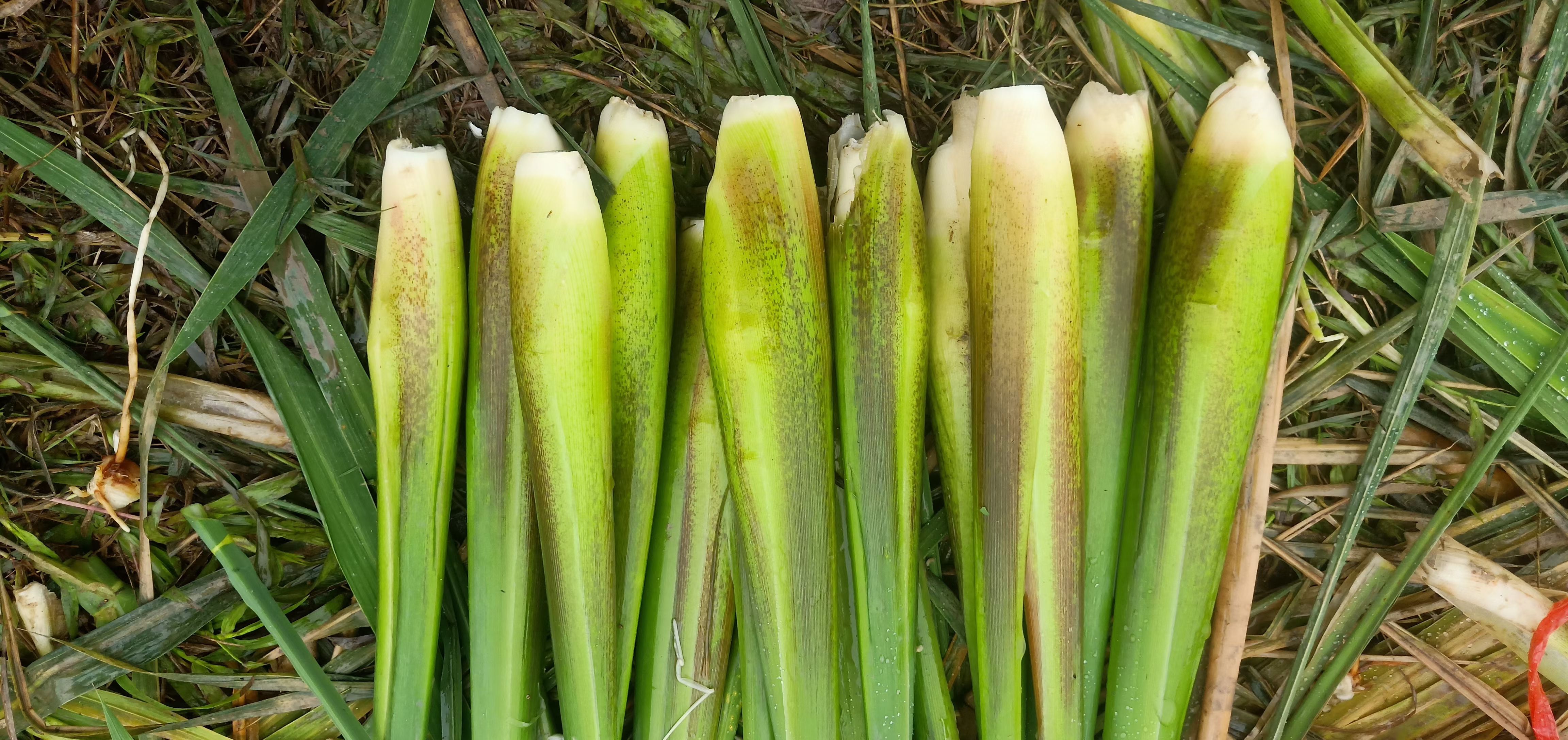 高山茭白量大从优优质农产品