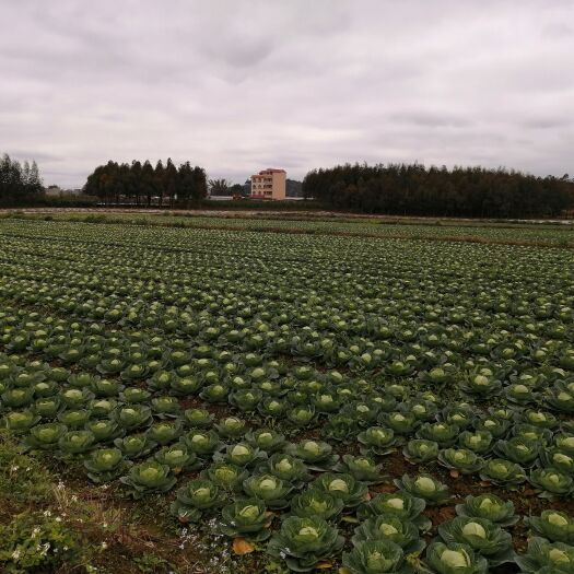 南宁圆包菜 广西壮族自治区南宁市西乡塘区 2.5~3.0斤 