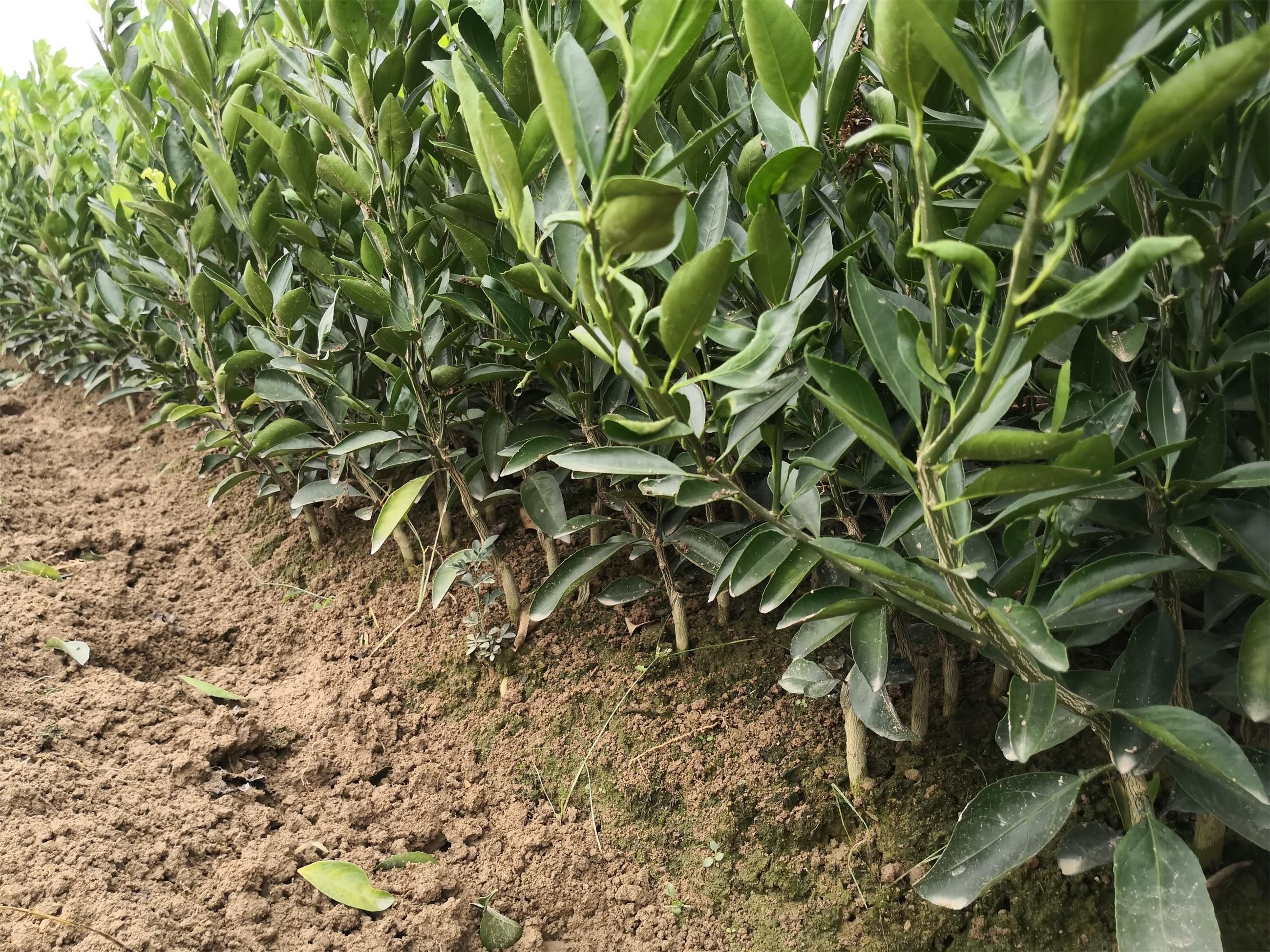 由良柑桔苗 早熟柑橘由良蜜桔苗 枳壳嫁接一年生由良果树苗