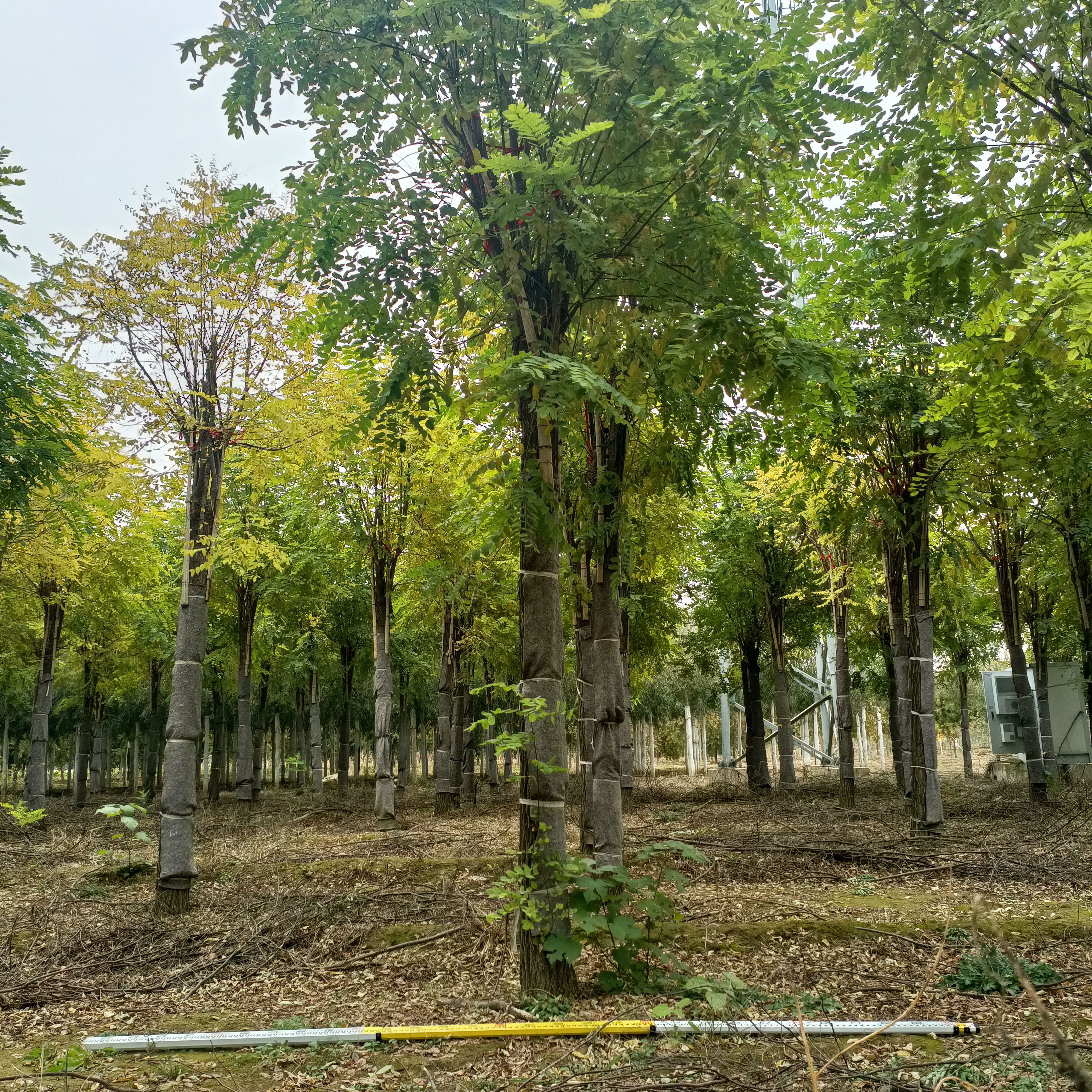  16公分香花槐。苗圃直銷，價格低