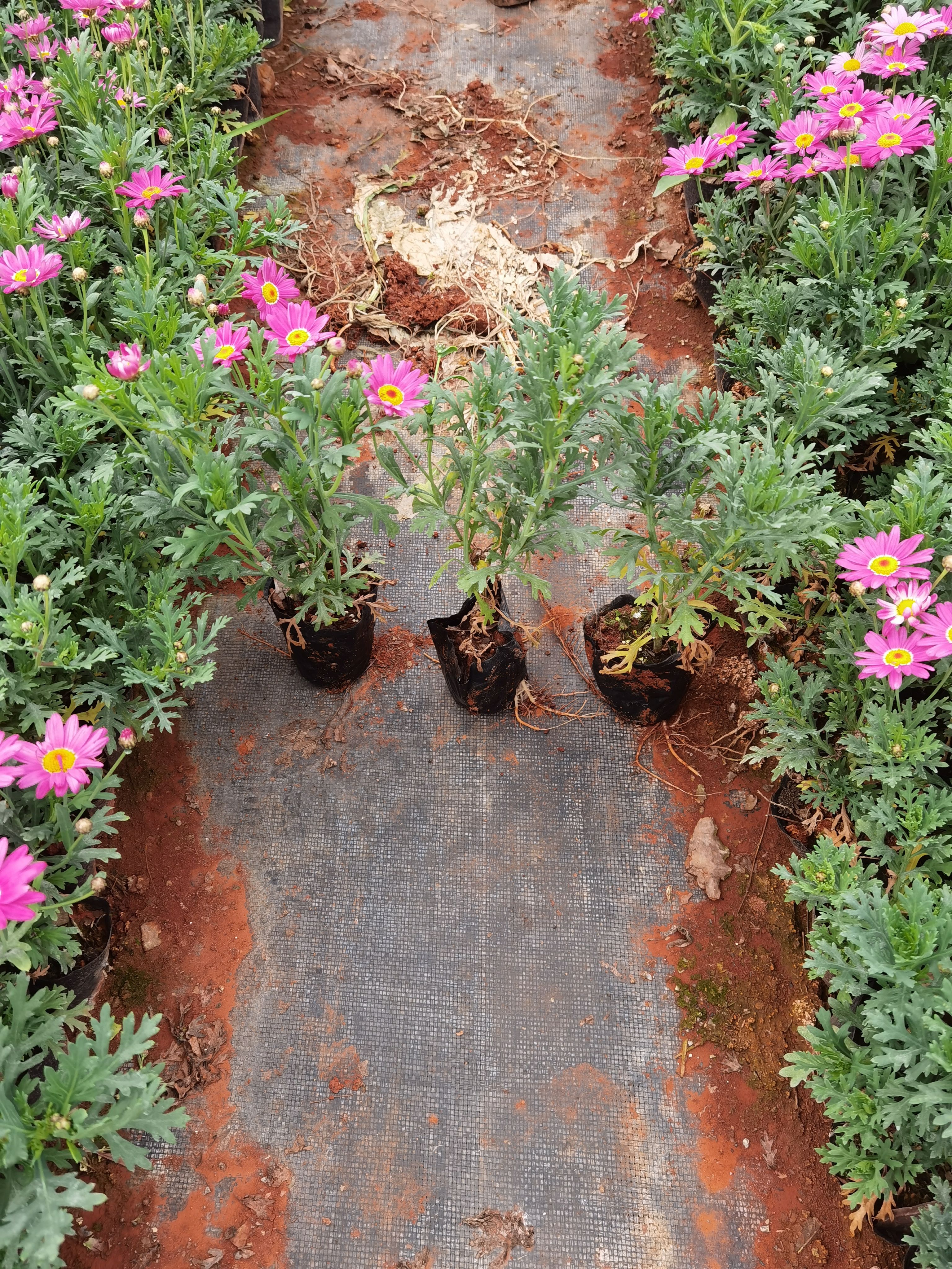 玛格丽特花 玛格丽特 云南玛格丽特 多花玛格丽特