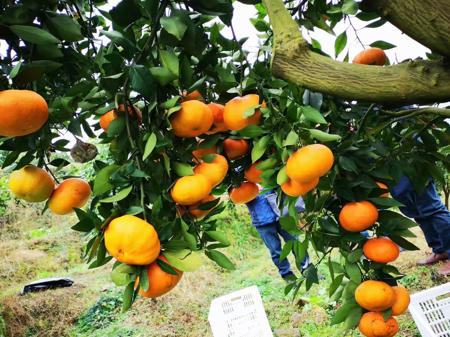 甘平柑橘苗 甘平杂柑苗 柑橘高糖无核品种 甘平属于大果型晚熟