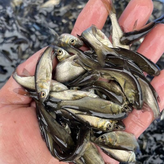 大头鱼鱼苗 鲢鳙鱼苗，快大优质鲢鳙鱼，场地直销技术指导