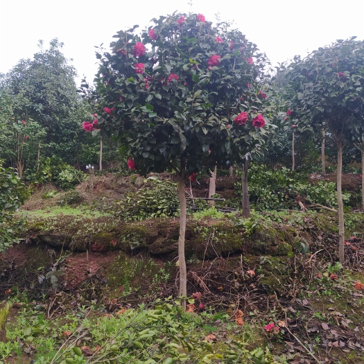 宜宾茶花树